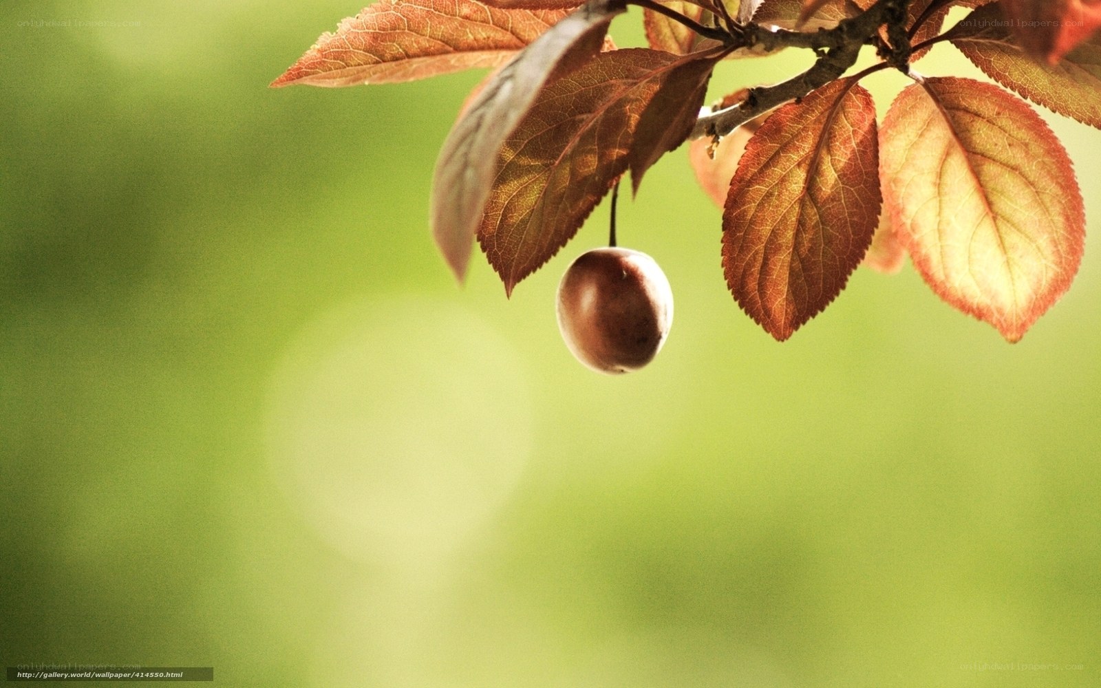 single plum on a branch