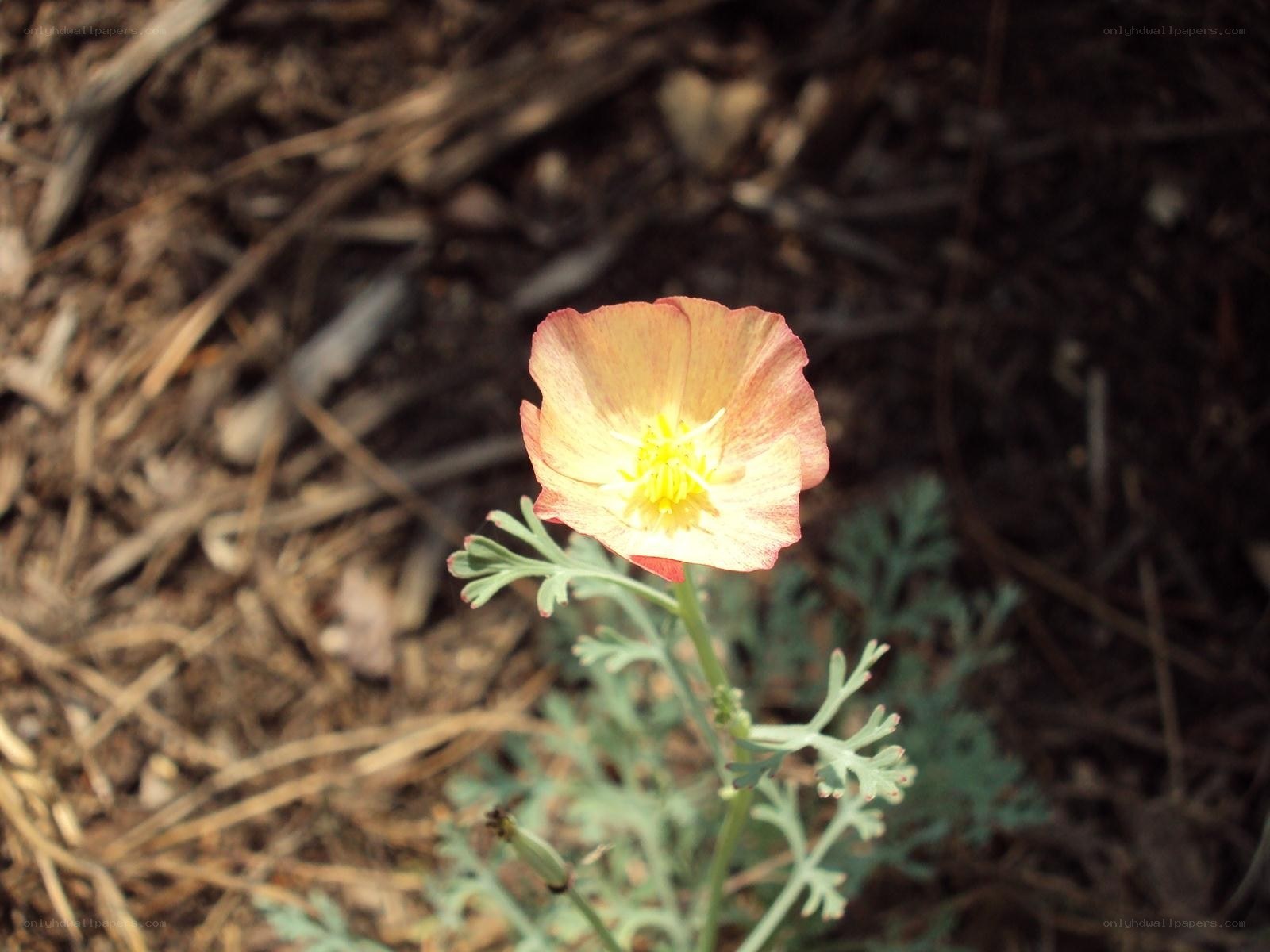 single poppy flower in soil