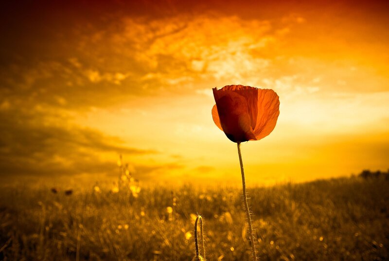 Single Poppy Flower