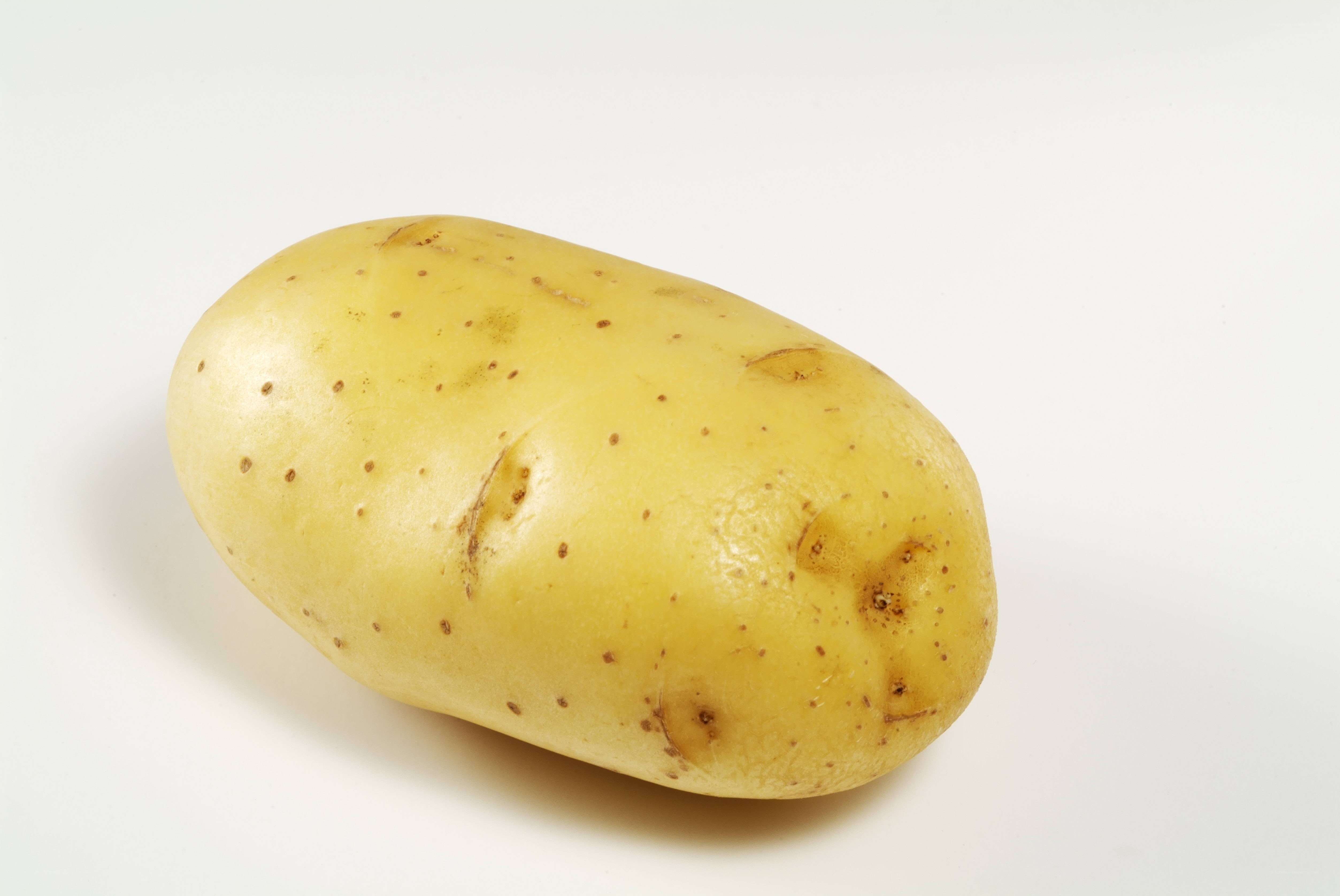 single potato on white background
