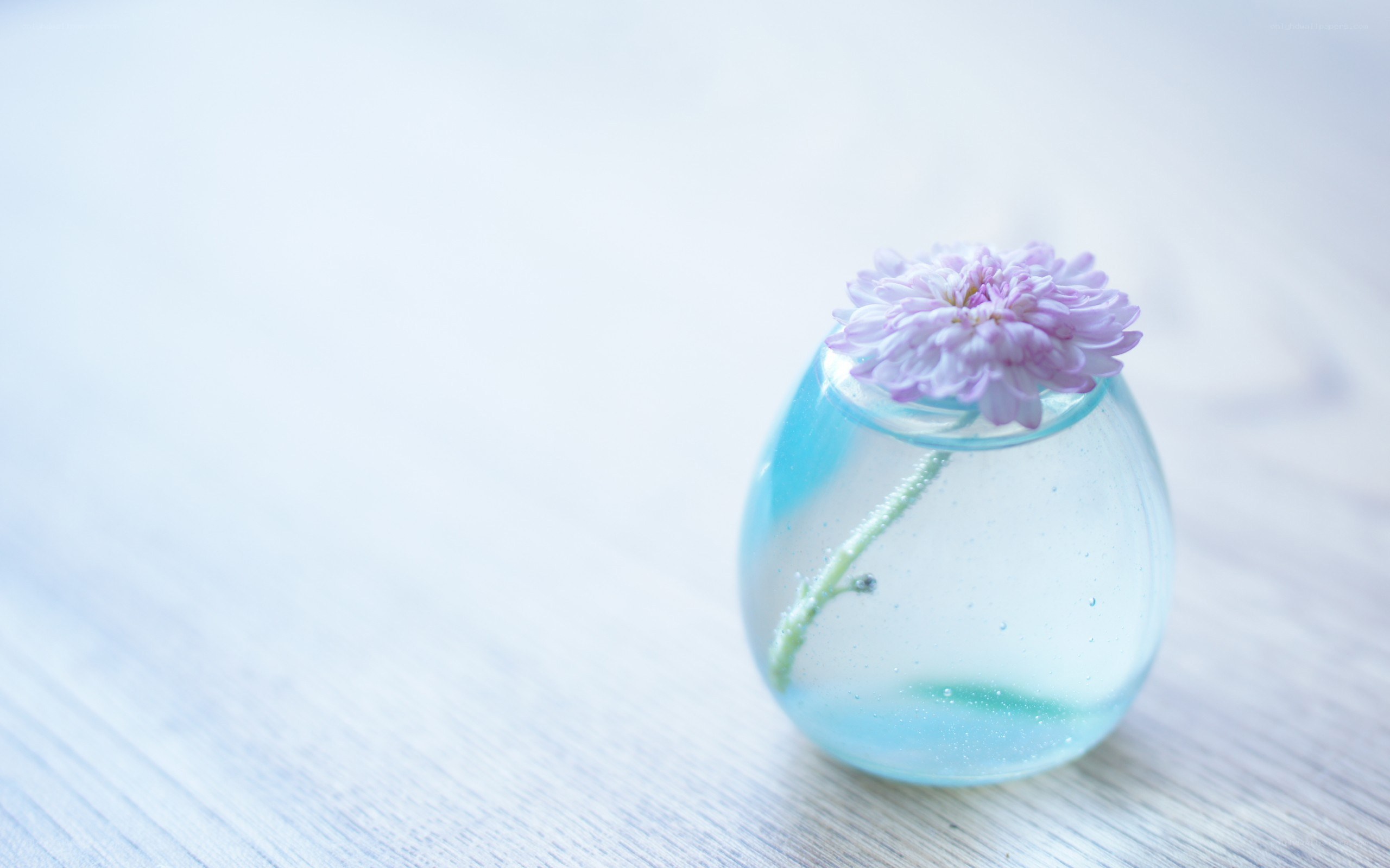 Single purple flower in a vase
