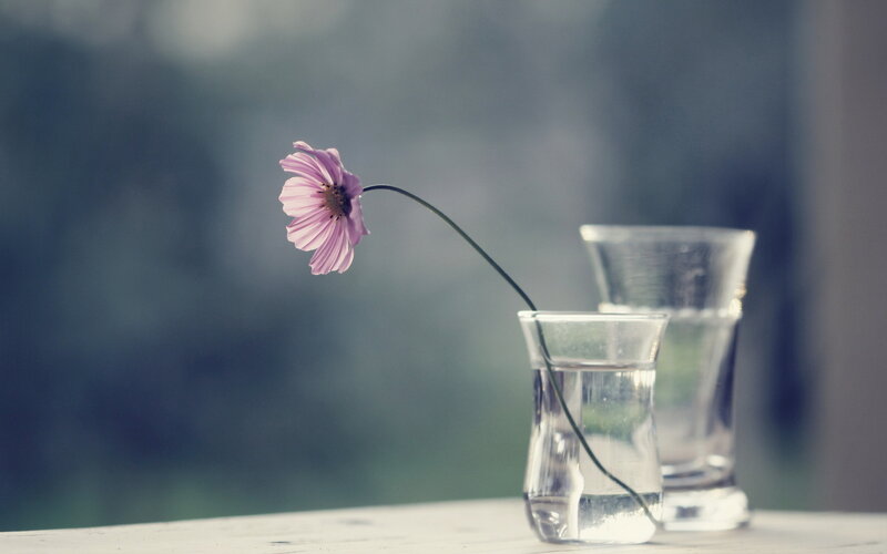 Single Purple Flower — Serene, Photograph