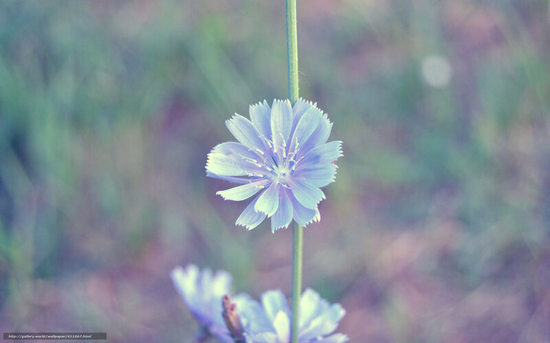 Single Purple Flower — Serene, Spring