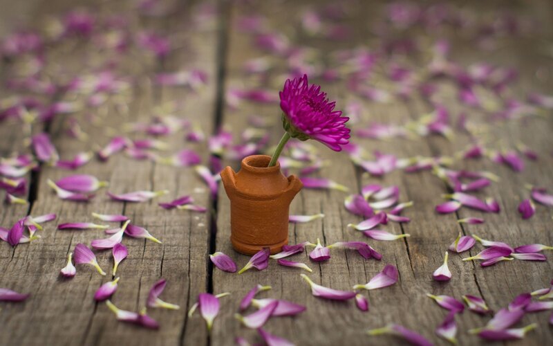 Single Purple Flower