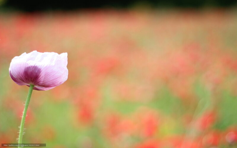 single purple poppy in field