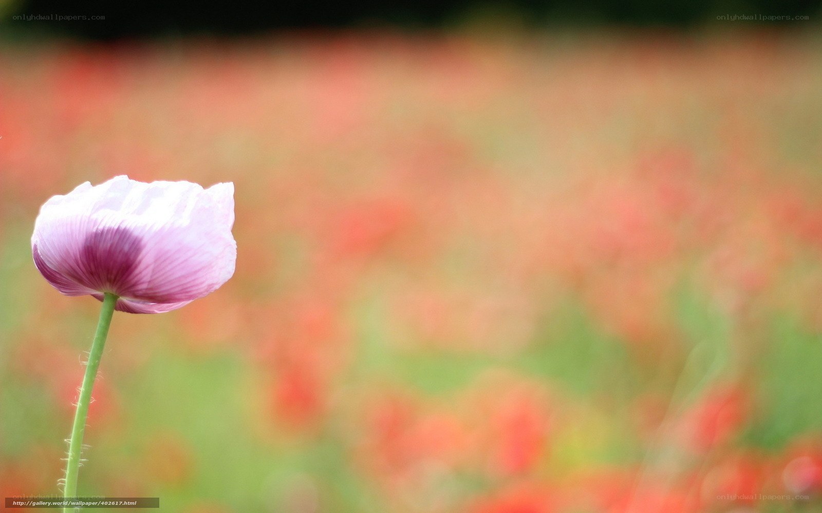 single purple poppy in field