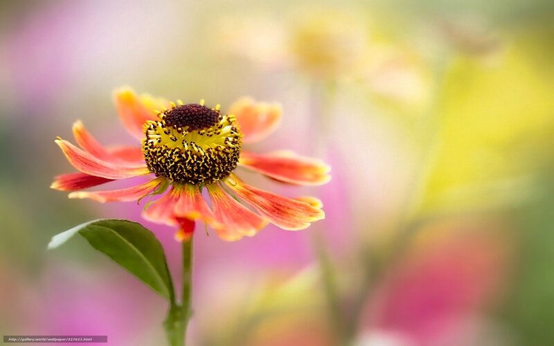 Single Red and Yellow Flower