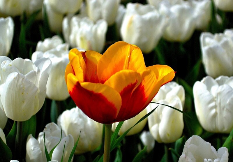 Single Red and Yellow Tulip