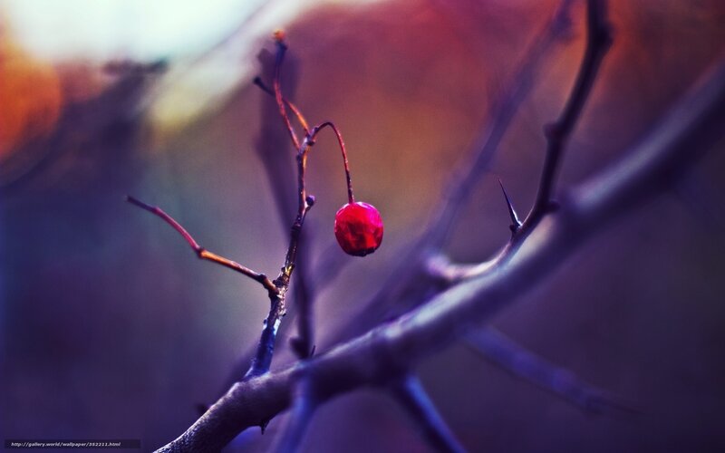 Single Red Berry on Branch — Dramatic, Autumn