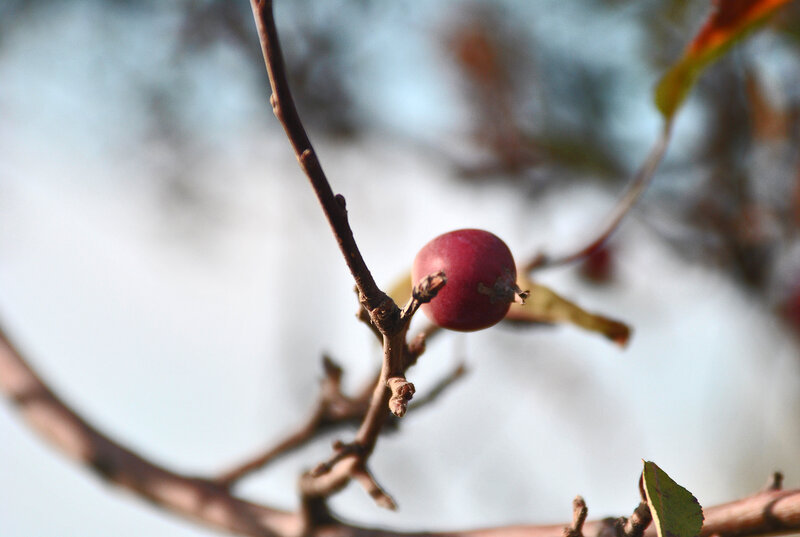 Single Red Berry on Branch