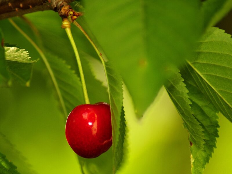 Single Red Cherry — Natural, Summer