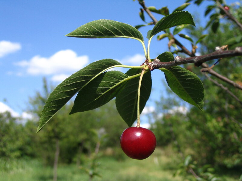 Single Red Cherry on Branch