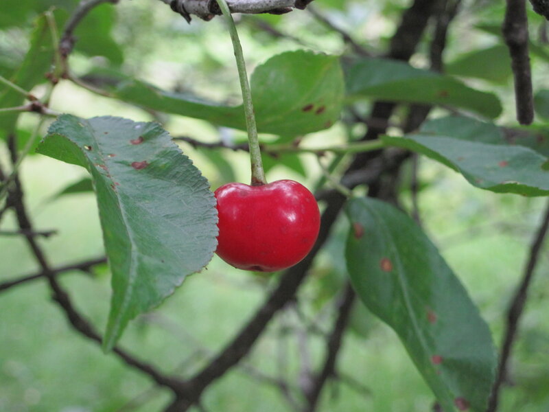 Single Red Cherry