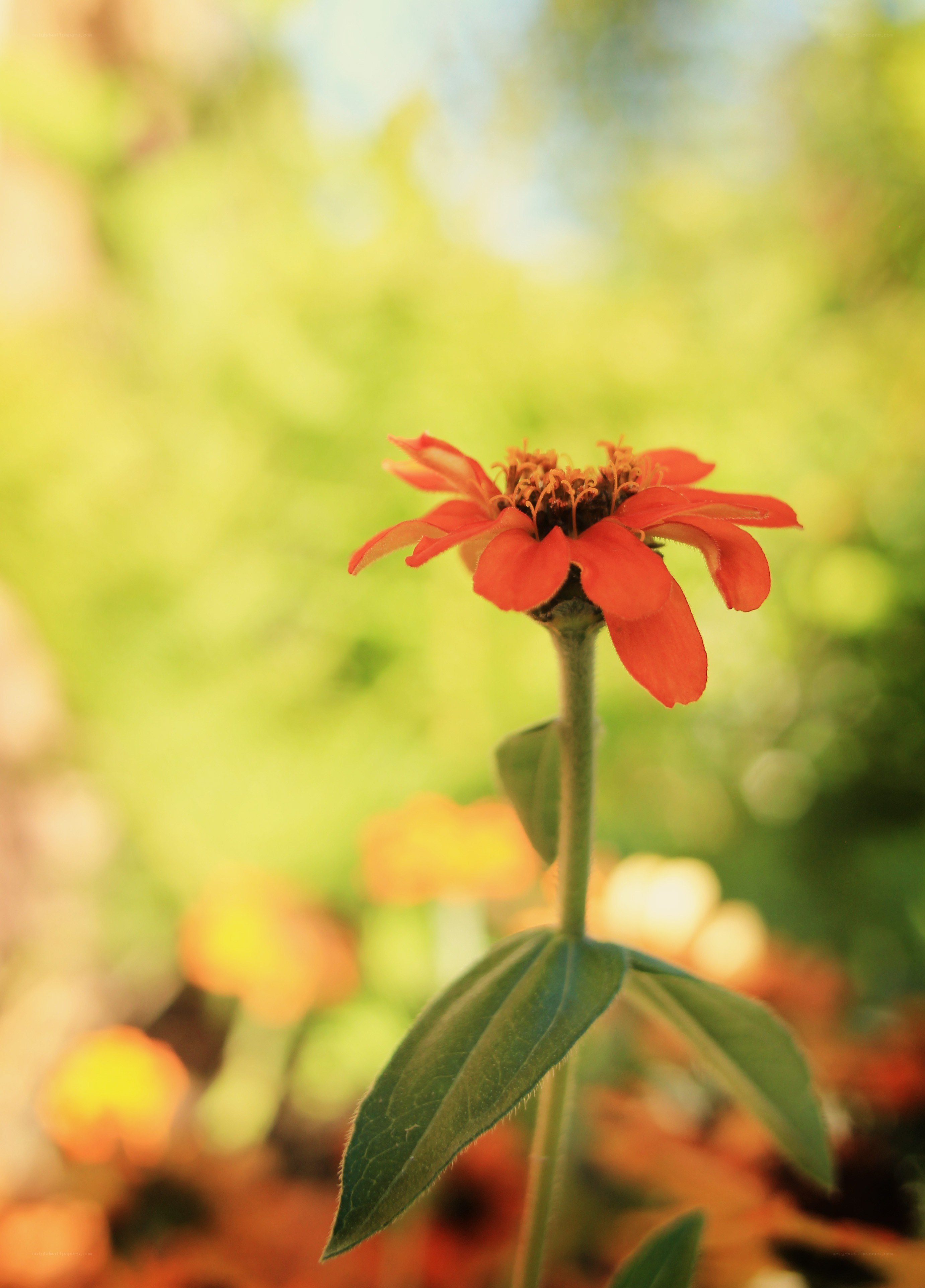 single red flower in garden