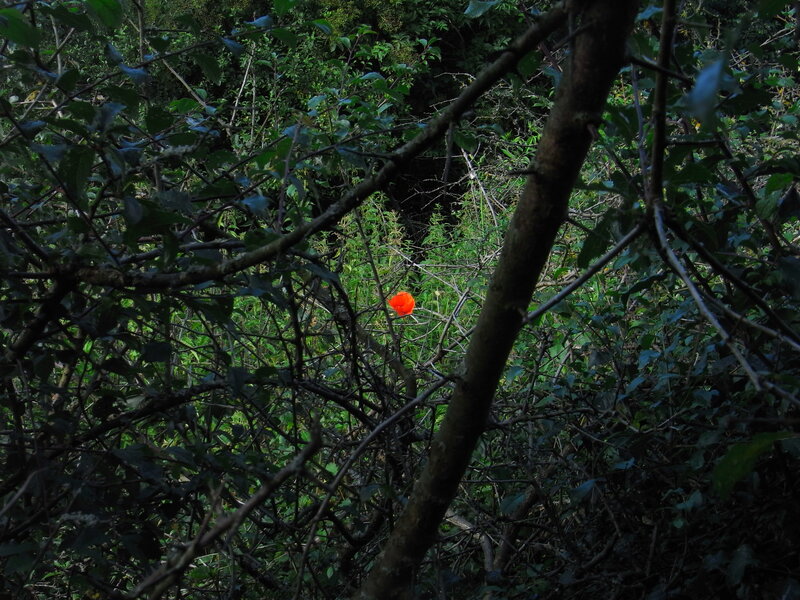 Single Red Flower — Natural
