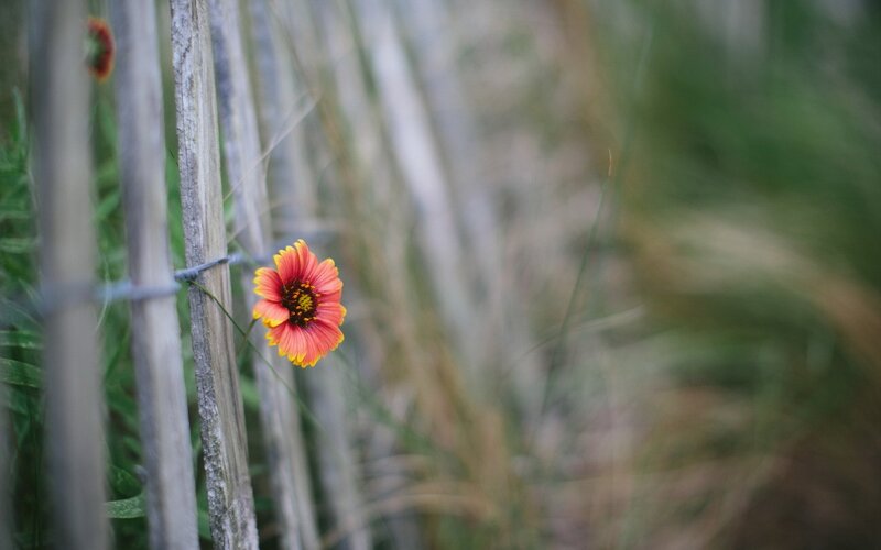 Single Red Flower — Serene, Photograph