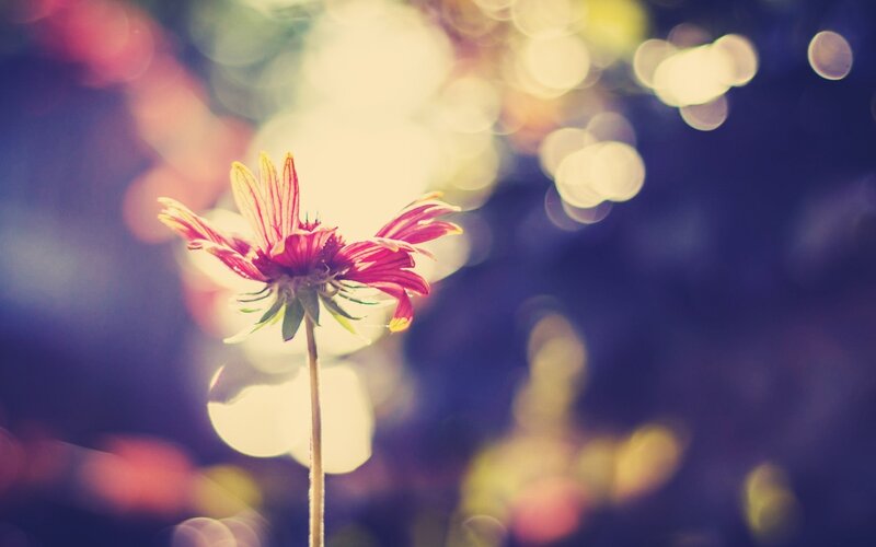 Single Red Flower — Serene, Sunset