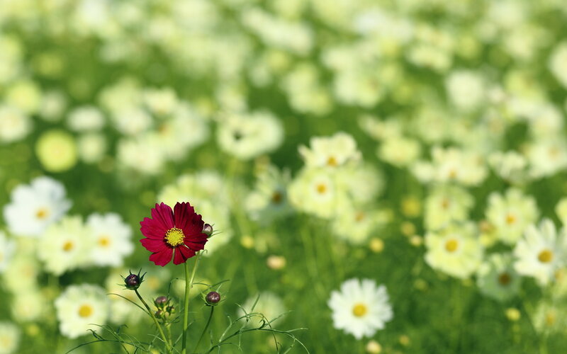 Single Red Flower — Serene