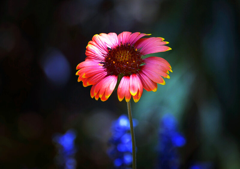 Single Red Flower