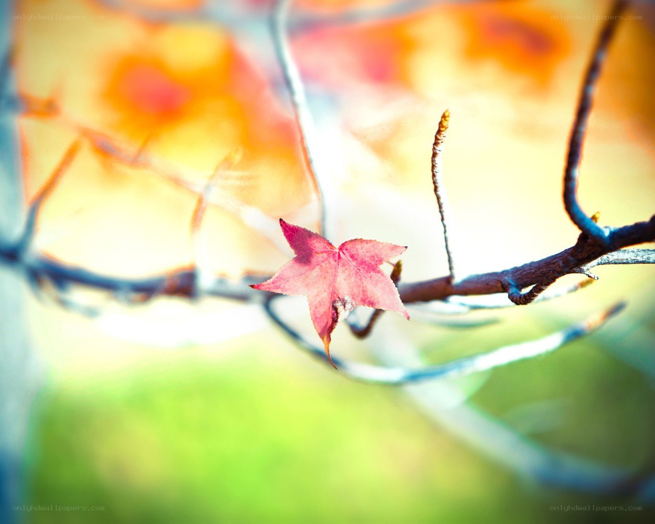 single red leaf on a branch