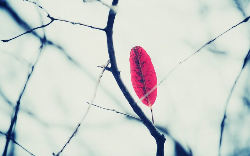 single red leaf on a branch