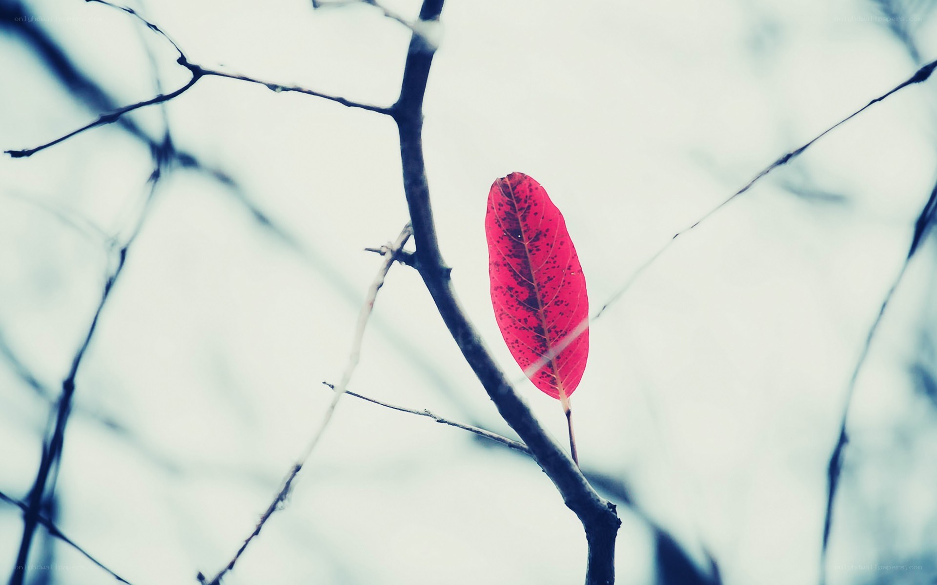 single red leaf on a branch
