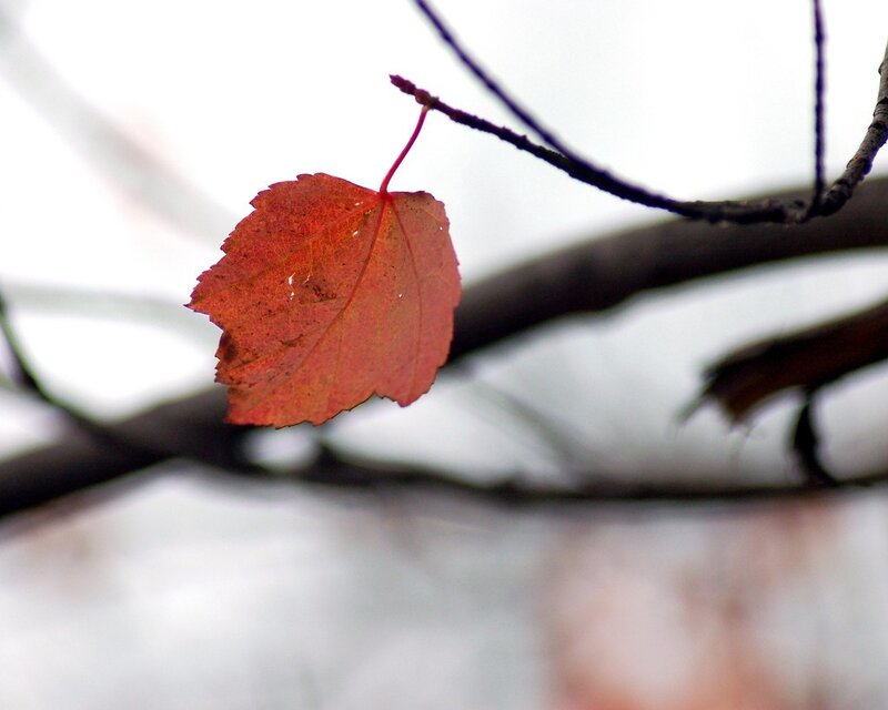 single red leaf on a branch