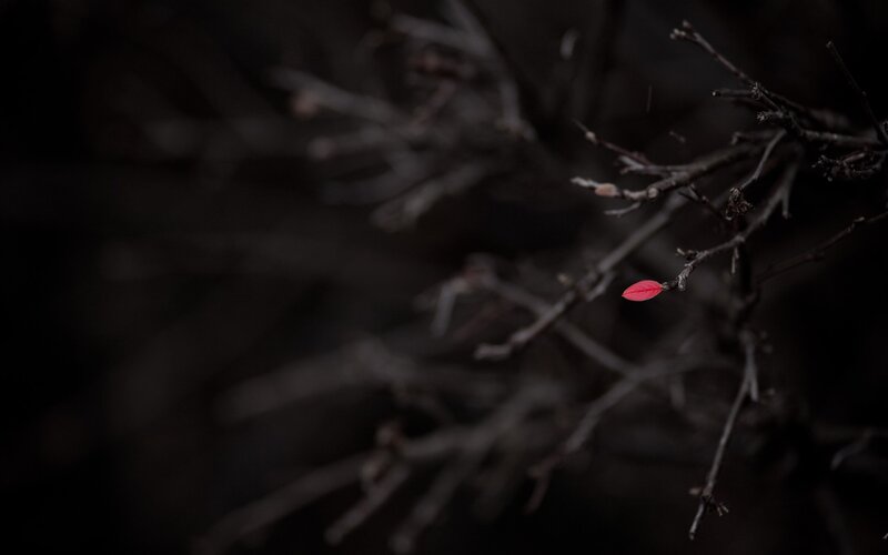 single red leaf on bare branch
