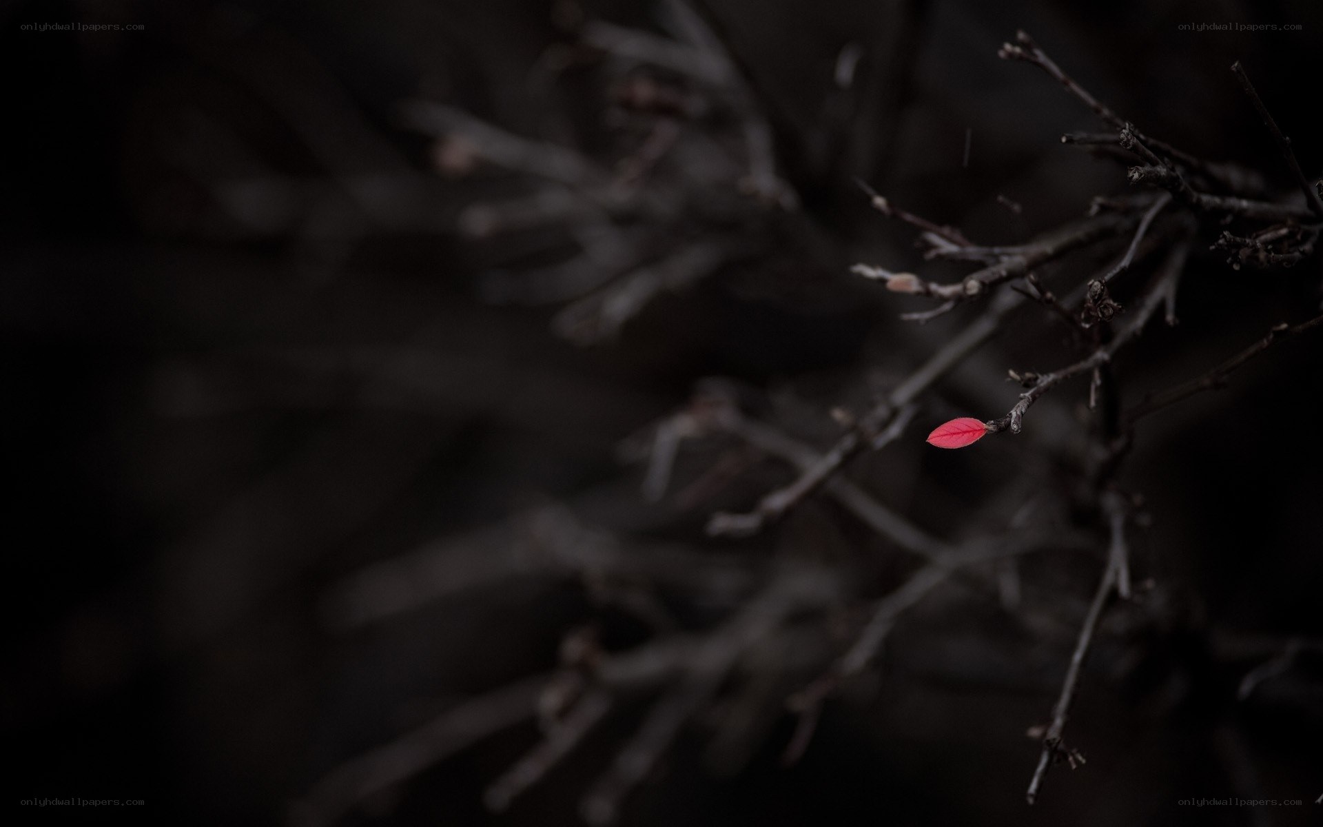 single red leaf on bare branches