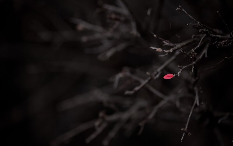 Single Red Leaf on Branch — Dramatic, Night