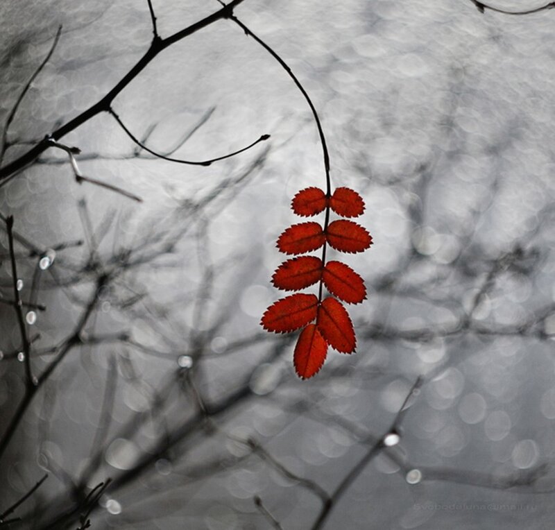Single Red Leaf on Branch — Dramatic