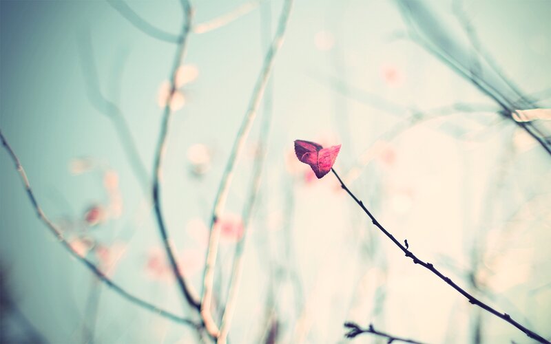 Single Red Leaf on Branch — Pink, Serene