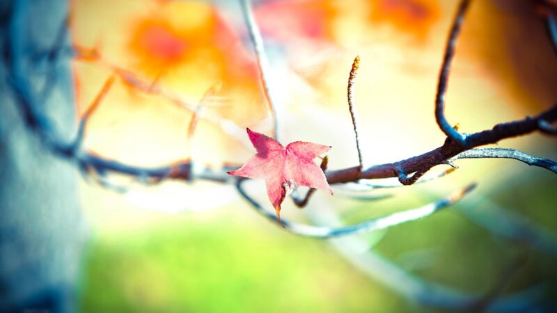 Single Red Leaf on Branch — Serene, Autumn, Photograph, Background Blur