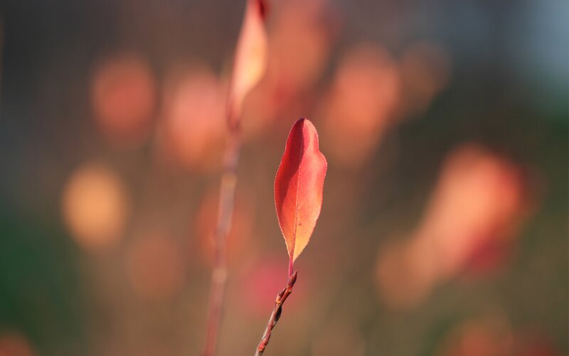 Single Red Leaf on Branch — Serene, Autumn, Photograph, Bokeh