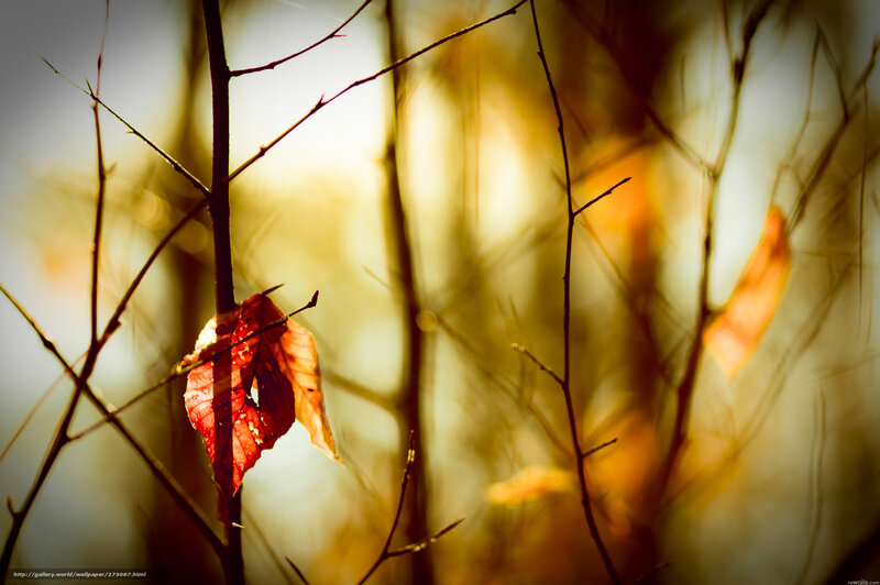 Single Red Leaf on Branch — Serene, Autumn, Photograph, Sunlight