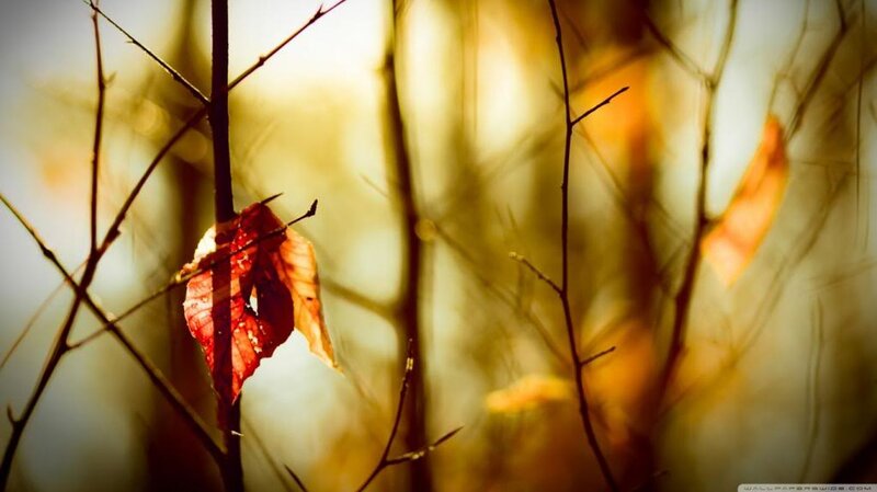 Single Red Leaf on Branch — Serene, Autumn, Photograph