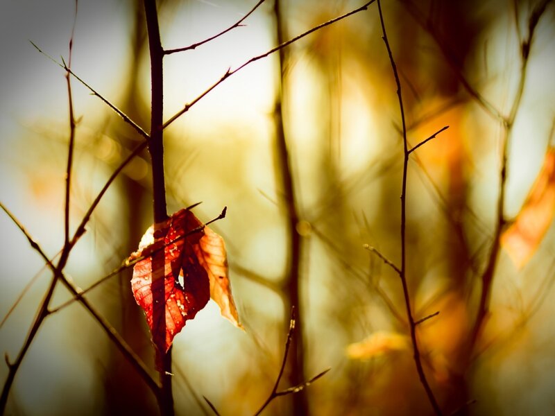 Single Red Leaf on Branch — Serene