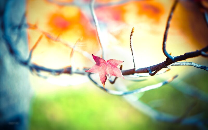 single red leaf on branch