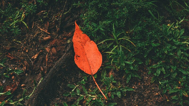 Single Red Leaf on Ground — Natural