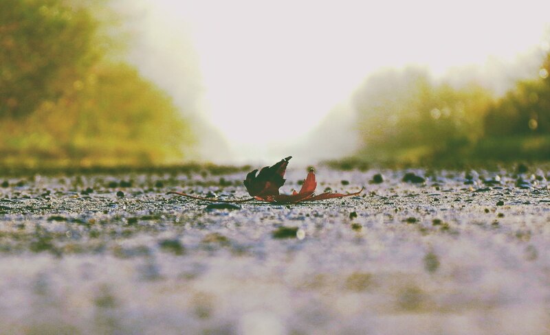 Single Red Leaf on Ground