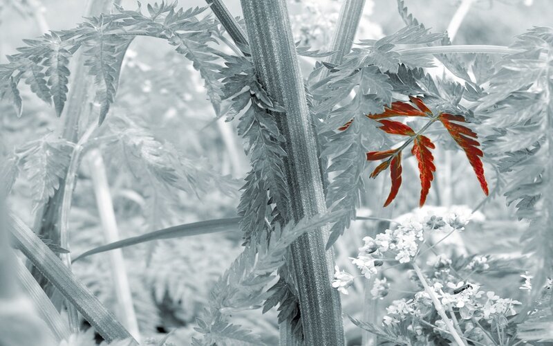 Single Red Leaf on Plant