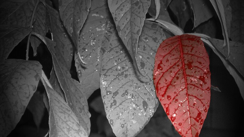 Single Red Leaf