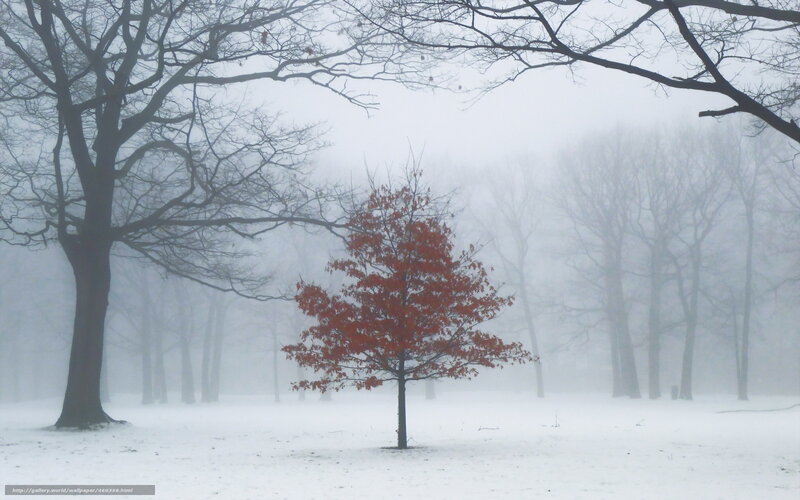 Single Red-leafed Tree