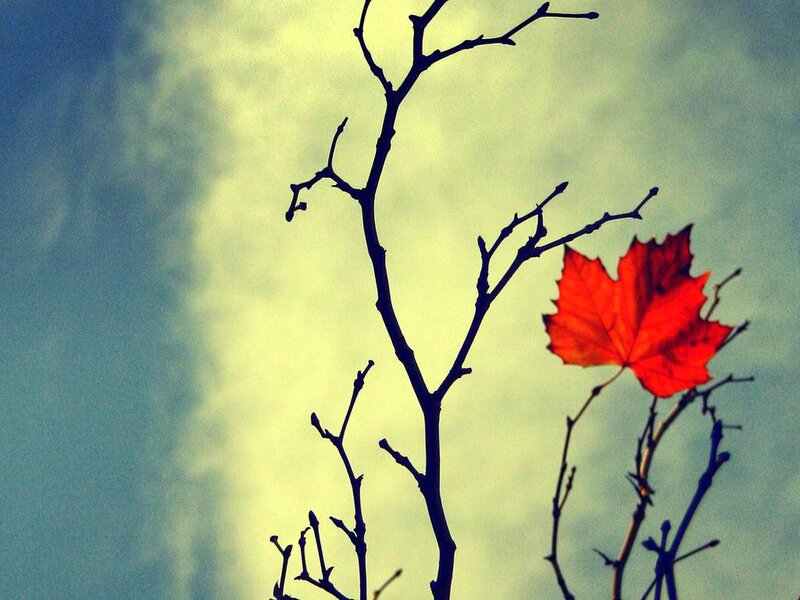 Single Red Maple Leaf — Dramatic