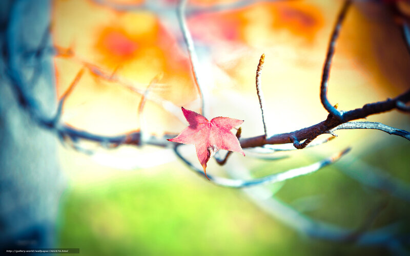 Single Red Maple Leaf — Serene, Autumn