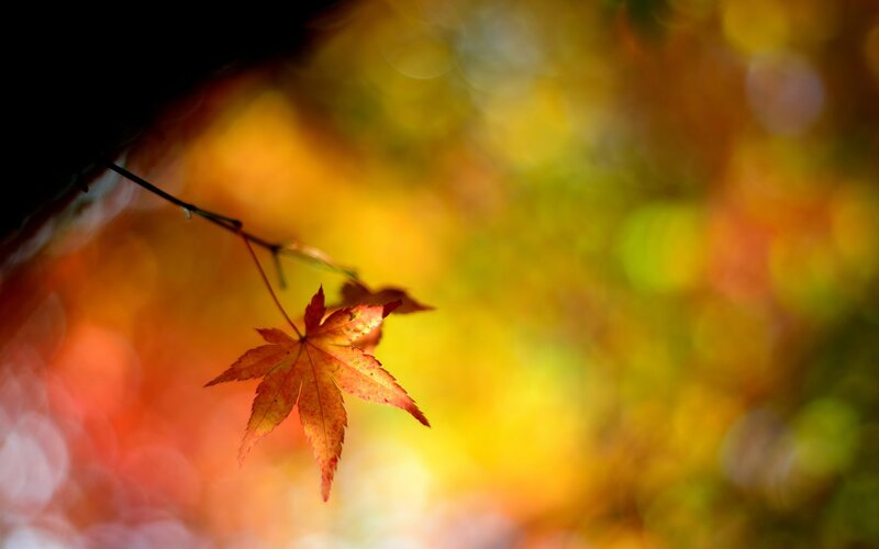 Single Red Maple Leaf — Serene