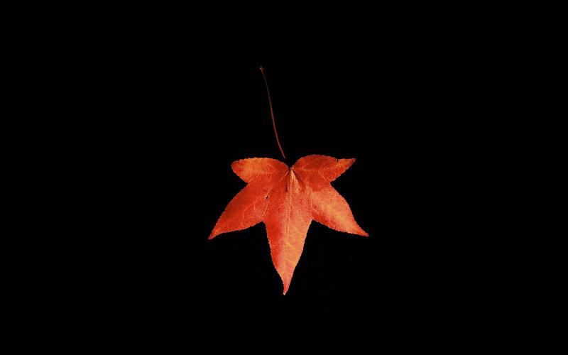 Single Red Maple Leaf