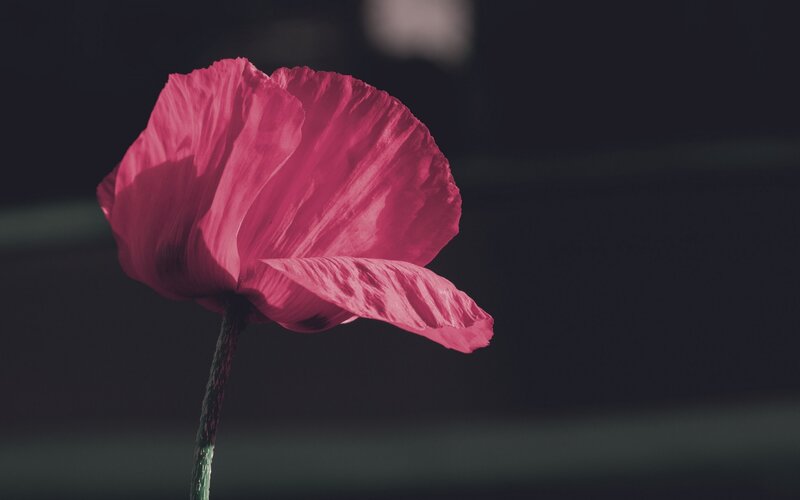Single Red Poppy Flower — Dramatic