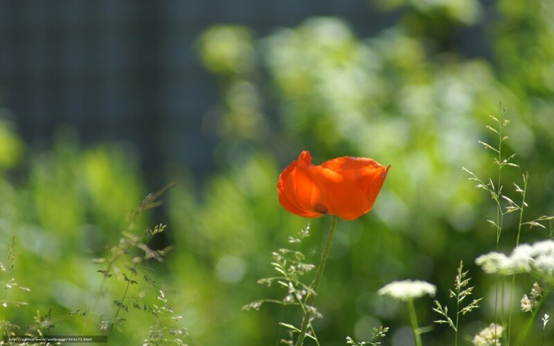 Single Red Poppy Flower — Serene, Afternoon