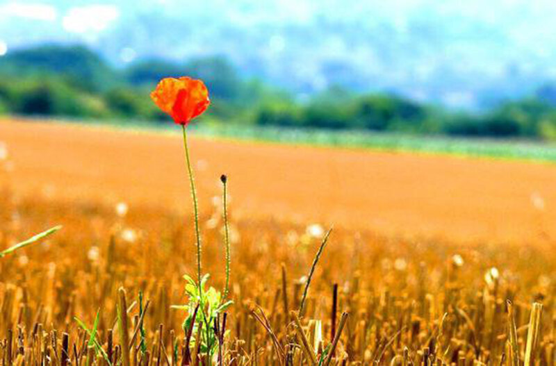 Single Red Poppy Flower